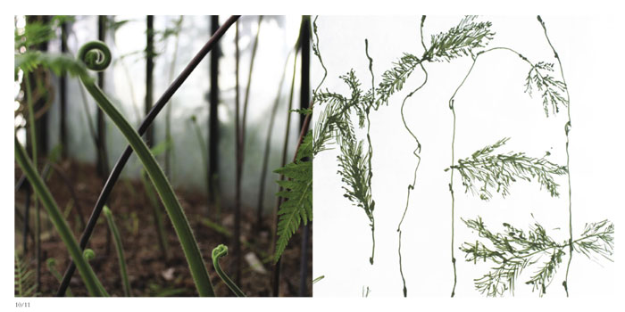 Fern, Kew Gardens, London, October 2005 & Drawing, Pen on ricepaper, April 2006