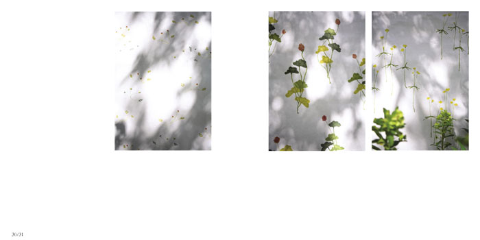 *Close up of rice paper screen, Private garden, Norwich, May 2006