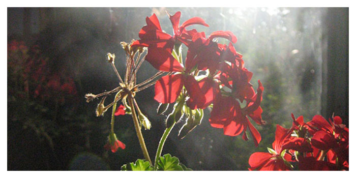 Geranium, Private home, September 2006